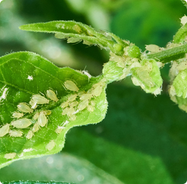 Aphids
