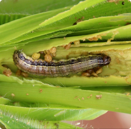 armyworms