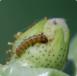 bollworm