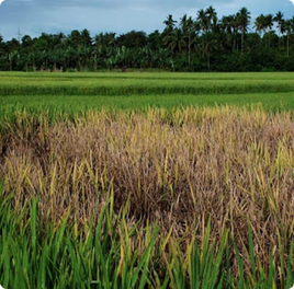 BPH Damage in Rice