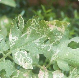 Leaf Miner Damage