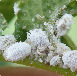 Mealybug Damage