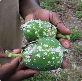 Mealybug Damage