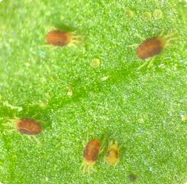 Mites