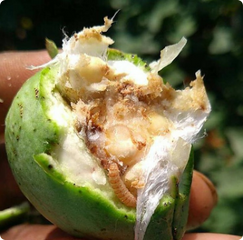 Pink Bollworm Damage in Cotton