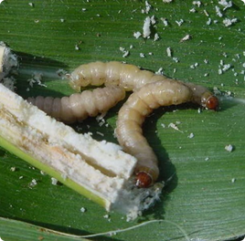 Stem Borer