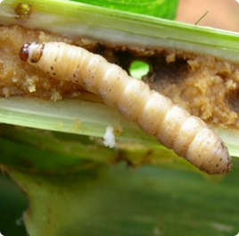 Stem Borer