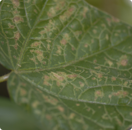 Thrips Damage