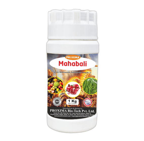 Mahabali 1kg