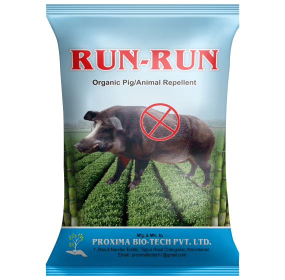 Run-Run Pig