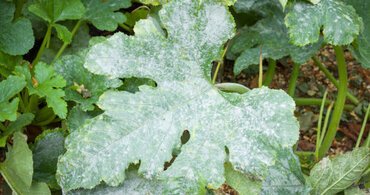 Bio Fungicide