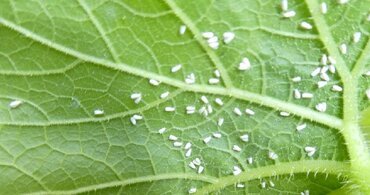 Bio Insecticide
