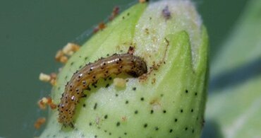 Bio Larvicide